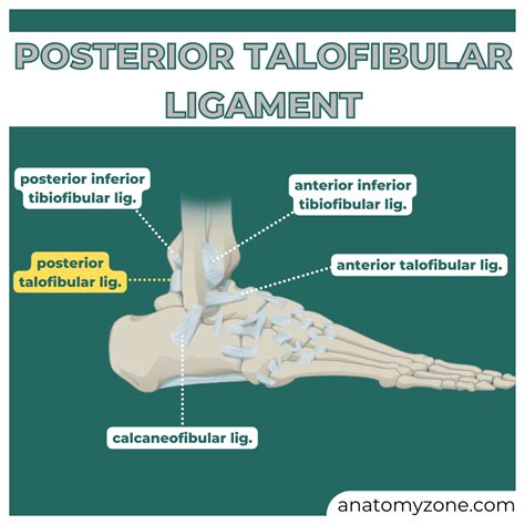 tests for ptfl tear|Posterior talofibular ligament .